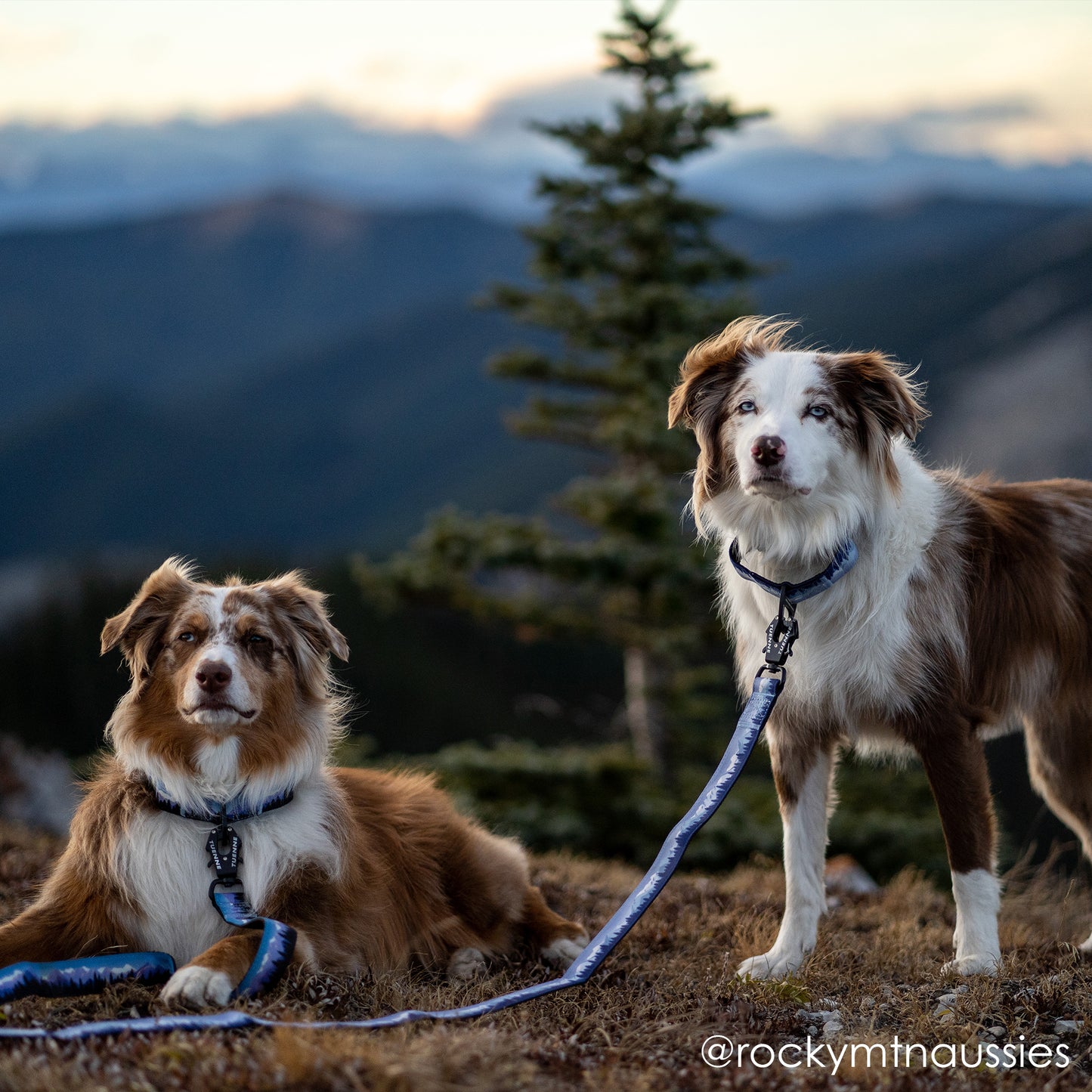 ■Sierra Nevada Martingale Collar 2Size(シエラハーフチョーク)
